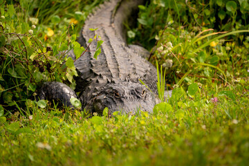 Wild American Alligator basking in grass at Viera wetlands wildlife sanctuary in Viera Florida.