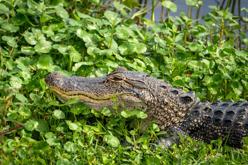 Wild American Alligator basking in grass at Viera wetlands wildlife sanctuary in Viera Florida.