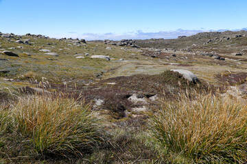 sheep in the mountains