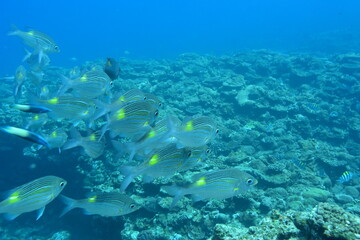 Fototapeta na wymiar 奄美大島 珊瑚礁と魚影 2108 7988