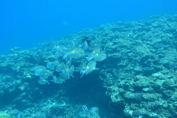Fototapeta na wymiar 奄美大島 珊瑚礁と魚影 2108 7989
