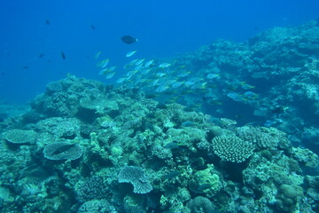 Fototapeta na wymiar 奄美大島 珊瑚礁と魚影 2108 7993