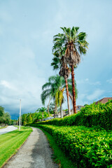 Obraz premium tree, street and beautiful cloud in summer of florida 