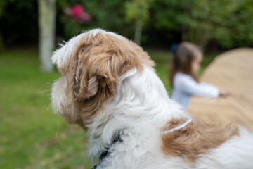 menina de 2 anos de idade, cabelos compridos, brincando feliz no jardim com seu cachorro de estimacao. Primeiro plano e segundo plano. Diversão de criança.