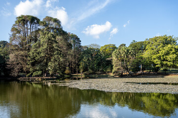 Fototapeta na wymiar paisagem da reserva ambiental do Horto Florestal. Parque estadual da cidade de São Paulo.