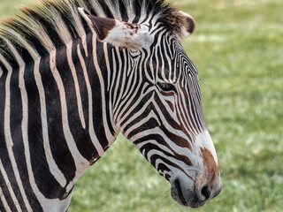 A Close-Up Portrait of a Zebra