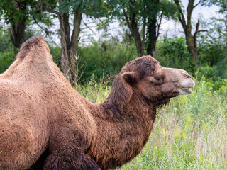 Close-up Portrait of a Camel