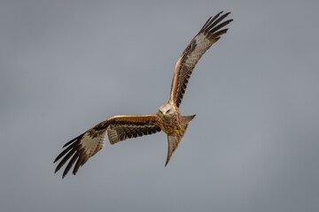 Red kite (Milvus milvus) bird of prey