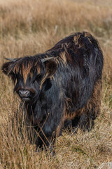 Highland cattle on the Isle of Skye, Scotland