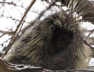 American Porcupine in a tree melting snow in its quills Antelope Island, Utah