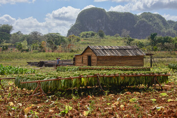 Tobacco farm, Viñales, Cuba