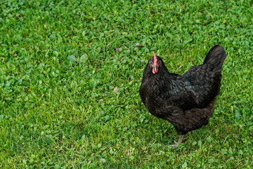 Australorp chicken standing in he grass. Black chicken with iridescent green feathers.