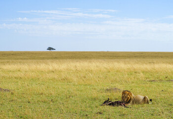 Male lion eating wildebeest in a magnificent savanna with a blue sky (Masai Mara National Reserve,...