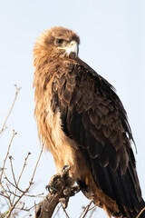 Portrait of Perching Tawny Eagle near Senora in Tanzania, Africa.