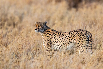 Hunting Cheetah, searching for food on the plains of the Serengeti, in Tanzania Africa