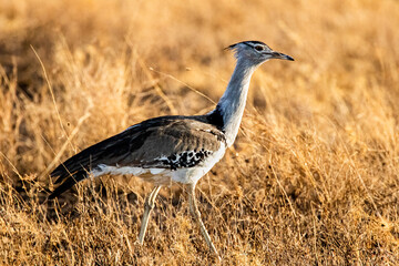Portrait of Kori Bustard strutting his stuff in the Serengeti near Senora, Tanzania