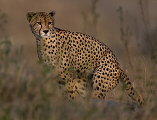 Always wary cheetah in the grass in the Serengeti inside Tanzania