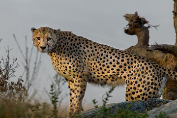 Come Closer my friend  said this Cheetah in the grass in the Serengeti inside Tanzania.