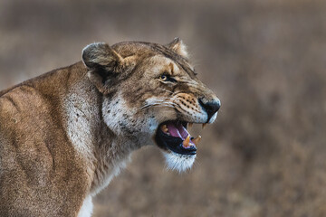 Portrait of Lioness 