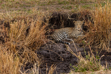 Leopard at rest in Serengeti, near the Gruemit River in Tanzania, Africa 