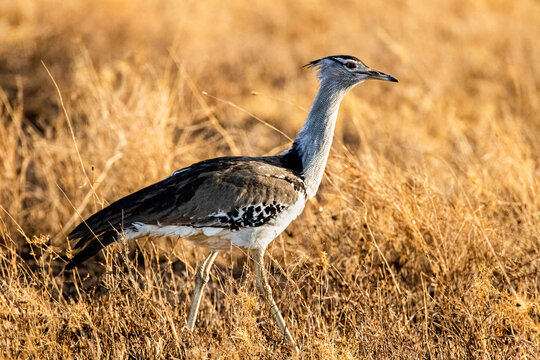 Portrait of Kori Bustard strutting his stuff in the Serengeti near Senora, Tanzania