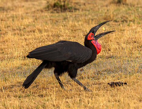 Portrait of Southern Ground Hornbill downing a turtle egg in the Serengeti savanna near the Mara Rive in Tanzania, Africa