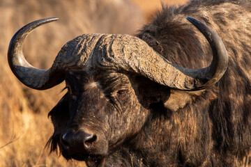 Placid Cape Buffalo inside Ngorongoro Crater in Tanzania 