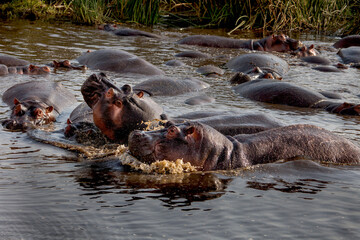 Fototapeta premium Two hippopotamus at waterhole in Tanzania, Africa.