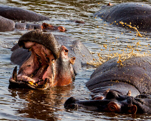 Environmental Portrait of hippopotamus with jaws wide open at waterhole in Tanzania, Africa.