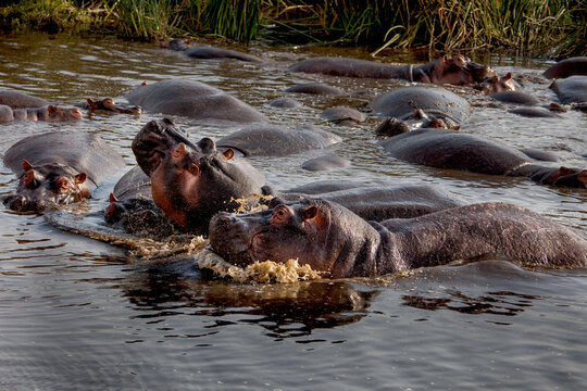 Two hippopotamus at waterhole in Tanzania, Africa.