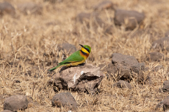 Little Bee Eater perched on a rock in the Serengeti between Sametu and Ngorongoro in Tanzania
