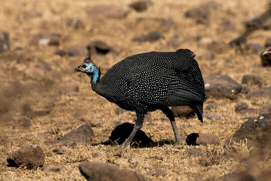 Foraging Helmeted Guineafowl in the Serengeti between Sametu and Ngorongoro Tanzania 