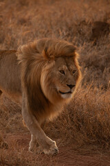 Obraz na płótnie Canvas Headshot portrait of Golden hour lion in Tanzania,