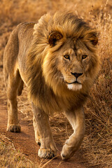 Golden Hour lion full body portrait in Tanzania