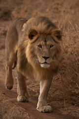 Male Lion on the prowl in the Serengeti