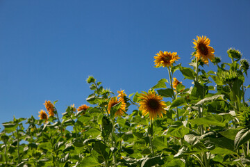 夏の日のひまわり畑にて