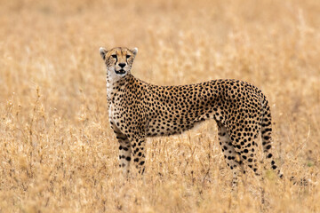 Fully body portrait cheetah near Seronera  in Tanzania