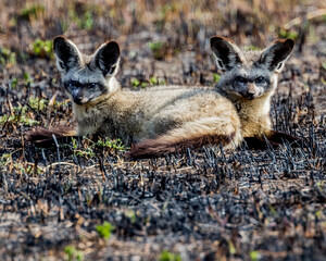 Pair of Bat Eared Fox 