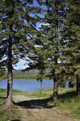 Obraz premium tree in the woods