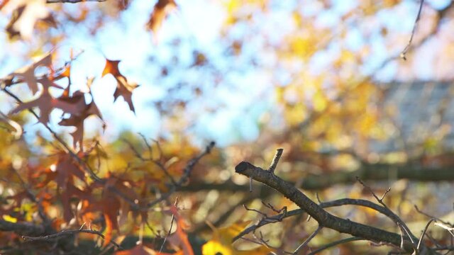 One single tufted titmice titmouse tit bird perched on oak tree branch in colorful autumn fall in Virginia with foliage in blurry background
