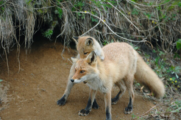 母親に甘えるキタキツネの子ども（北海道・大樹町）
