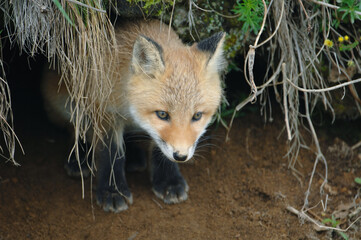 巣穴から顔を出すキタキツネの子ども（北海道・大樹町）
