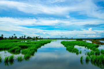 Paddy field under a blue sky, Kerala backwaters photography during day time Kadamakkudy Kerala, Stripe of coconut trees between a cloudy sky and river.