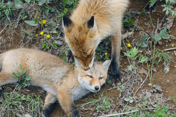 キタキツネの親子（北海道・大樹町）
