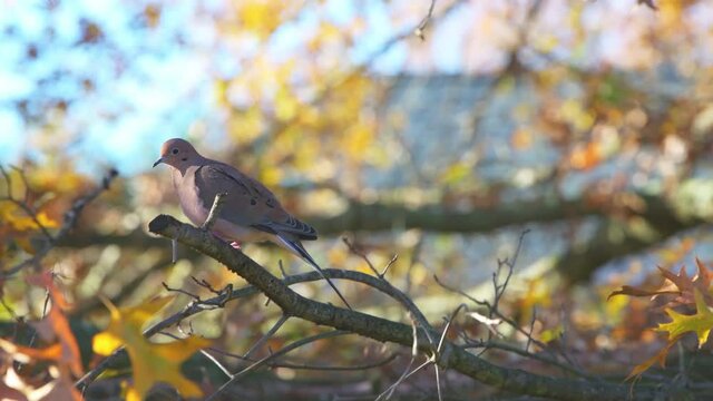 Closeup of mourning doves two birds sitting perched, scared flying away from oak tree branch in colorful autumn with fall yellow orange foliage in Northern Virginia