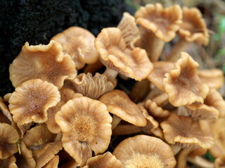 Tokyo,Japan - September 5, 2021: Naratakemodoki or Armillariella tabescens growing in colonies in the rain
