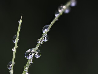 Tokyo,Japan - September 5, 2021: Raindrops on grass leaf in the morning
