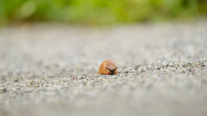 One Spanish slug (arion vulgaris) on the green leaves in the garden. Closeup of garden slug (arion rufus). Invasive animal species. Gardening problem