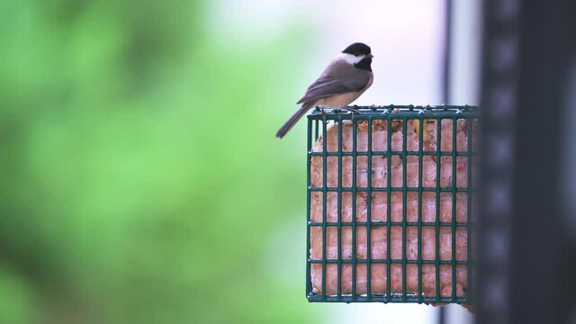 One black-capped chickadee bird in Virginia perching on hanging metal suet cake feeder cage attached to window, feeding eating in winter or autumn season