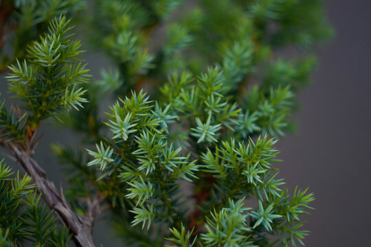 Selective focus shot of Juniper needles in the garden